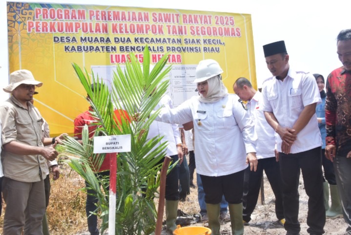 Program PSR, Bupati Kasmarni Tanam Perdana Kelapa Sawit di Muara Dua