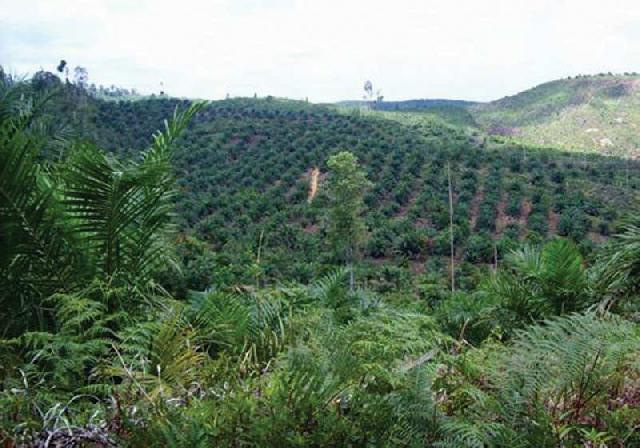 Hutan Lindung Jadi Lahan Sawit