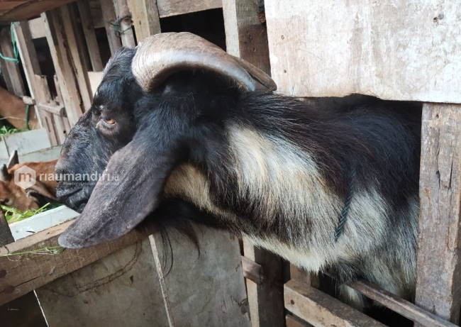 Kurban Sepi Pembeli, Coba Amalkan Doa Ini, Insya Allah Dagangan Laris