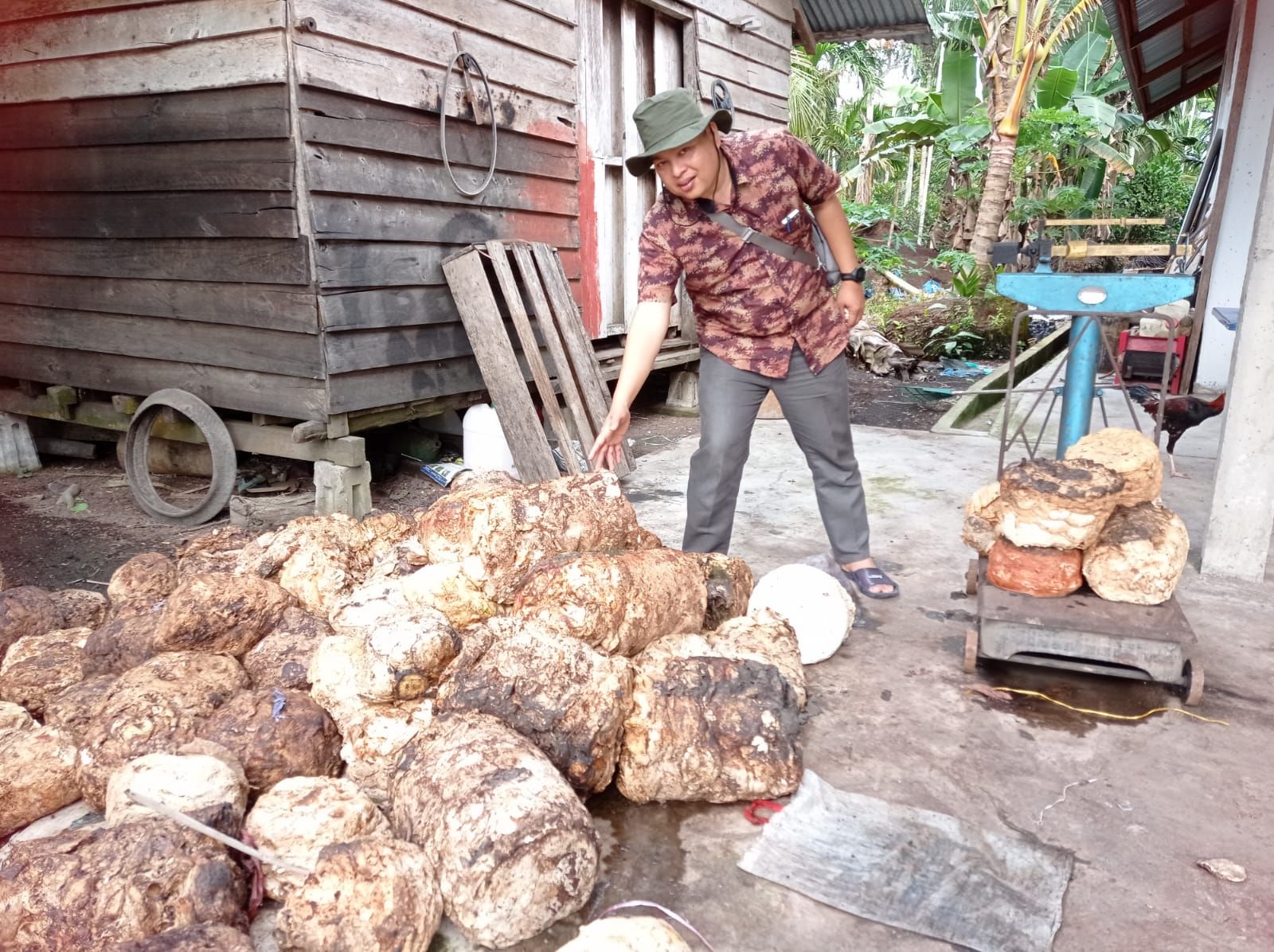 Pekan Ini, Harga Bokar di Riau Rp 22.300 per Kg