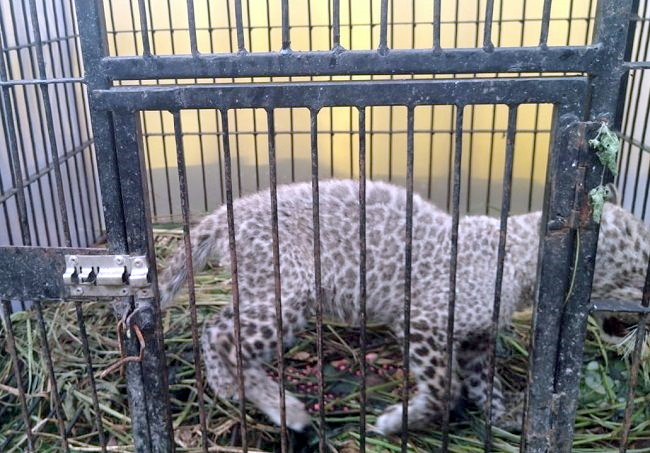 BKSDA Riau: Anakan Leopard di Kebun Binatang Kasang Kulim Mati Karena Virus