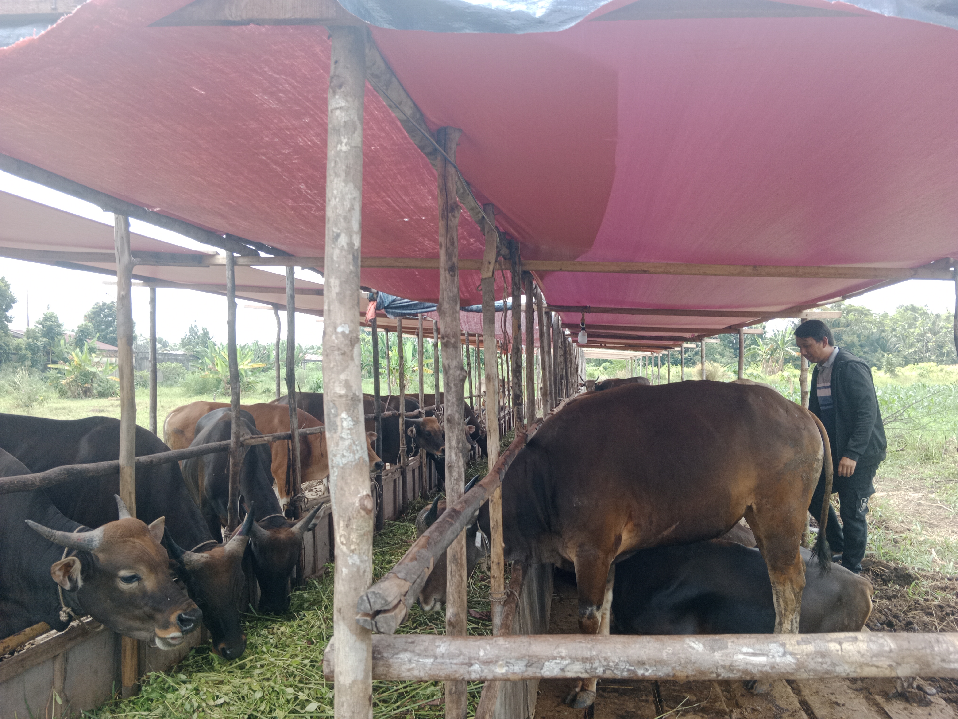 Kebutuhan Hewan Kurban di Pekanbaru 19 Ribu Ekor