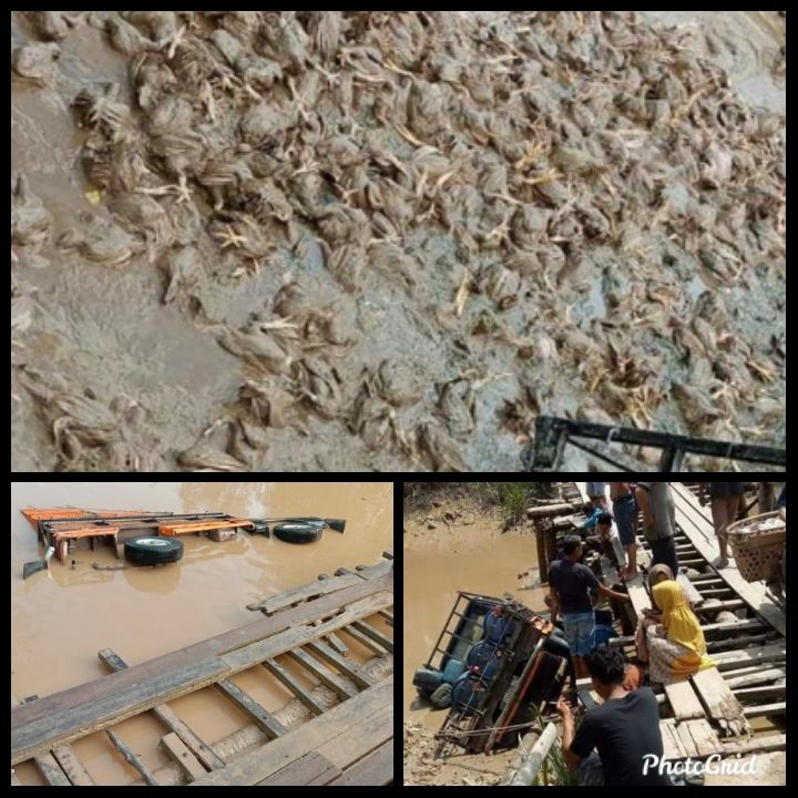 Jembatan Rusak, Pemilik L300 Pengangkut Ayam yang Kecelakaan di Inhil Rugi Ratusan Juta Rupiah