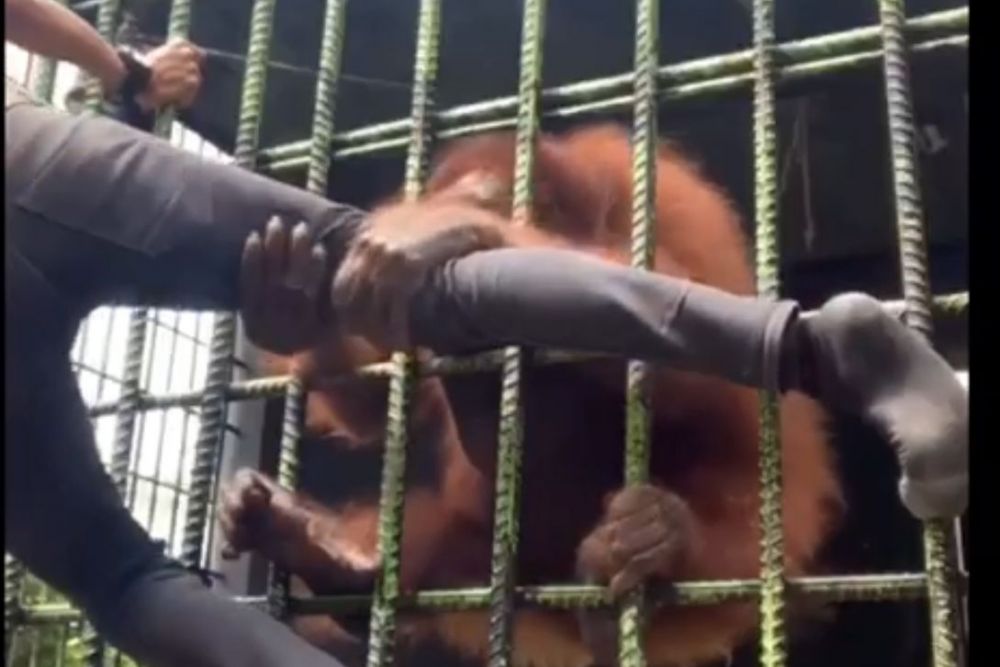 Panik! Sengaja Bikin Konten,  Pemuda Ini Malah Ditarik Orangutan Hingga Nyaris Digigit