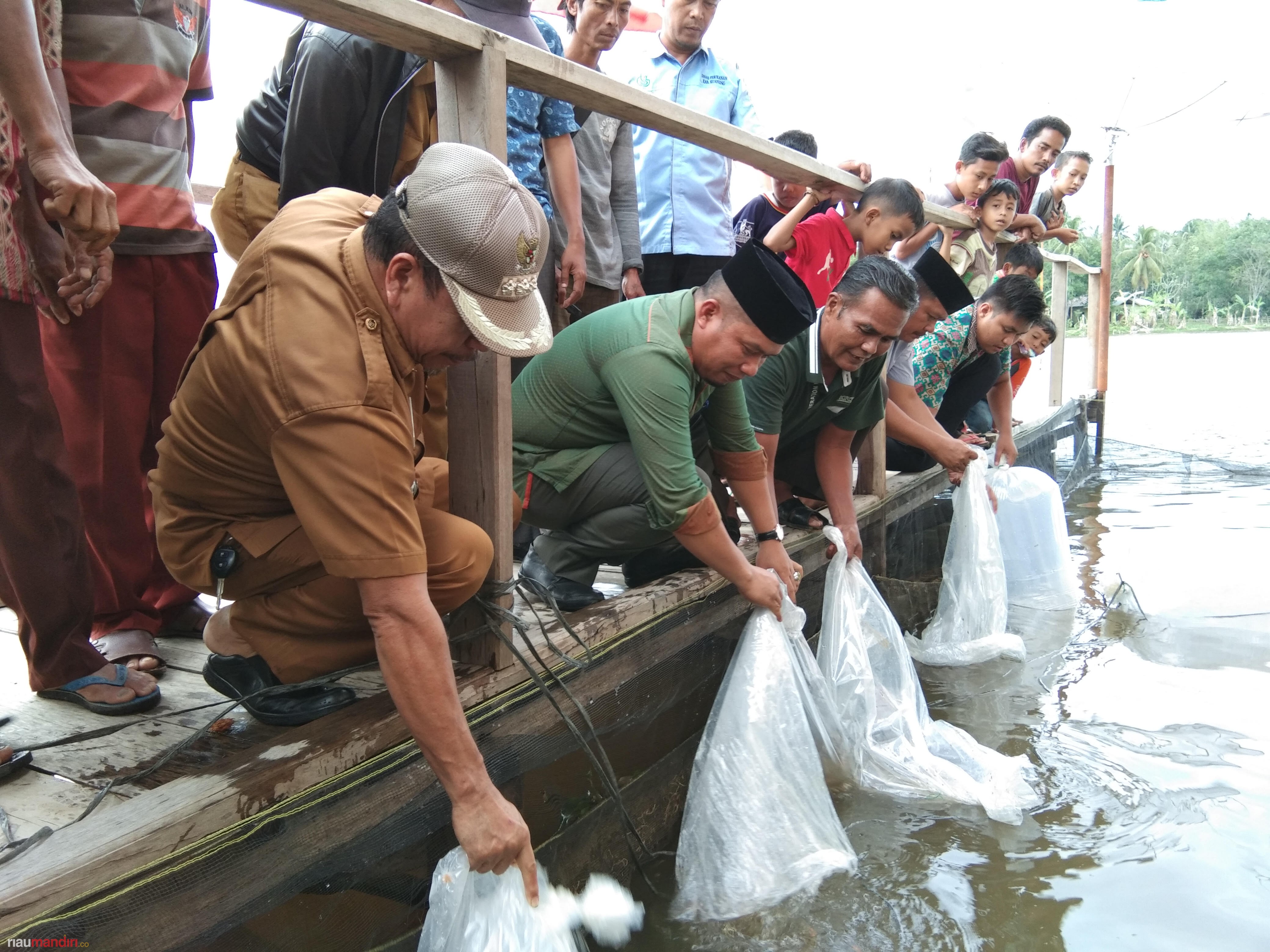4.000 Benih Ikan Ditebar di Danau Sungai Sorik Kuantan Singingi