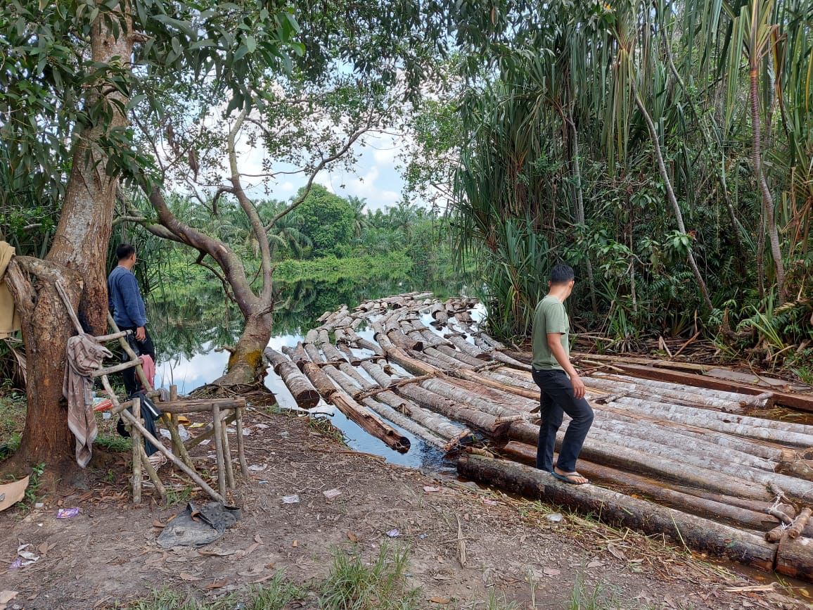 10 Ton Illegal Logging Diamankan dari Komplotan Mafia Kayu Mat Ari alias Anak Jenderal