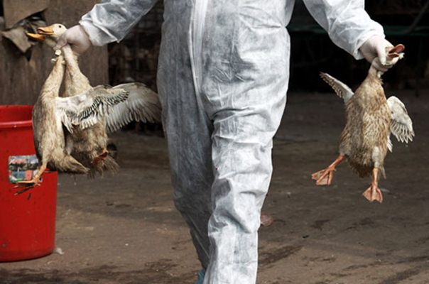 Dinkes Riau Belum Temukan Laporan Baru Soal Flu Burung