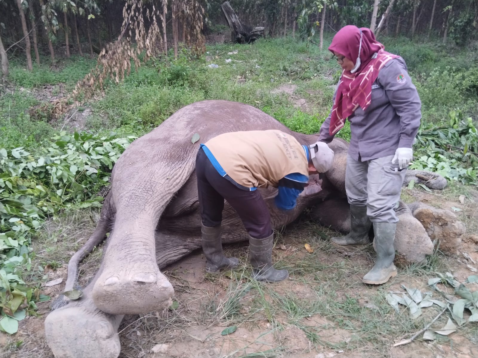 Gajah Liar Ditemukan Mati di Distrik Nilo Pelalawan