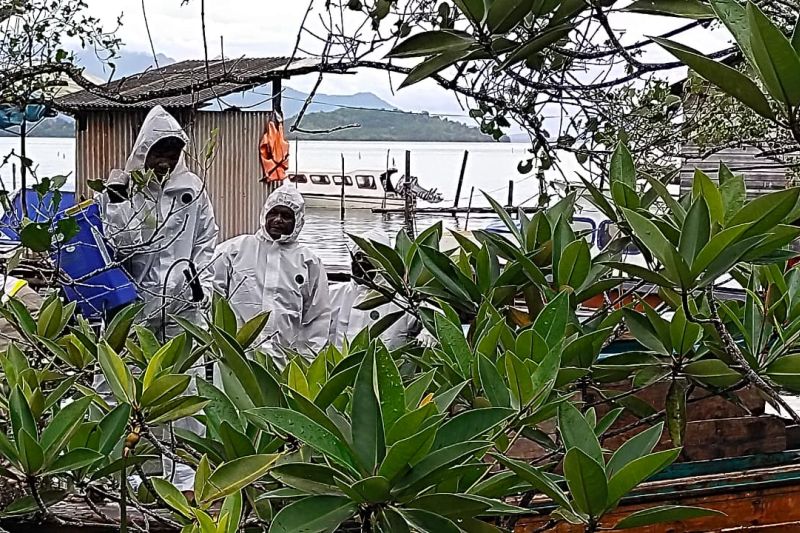 Ribuan Ulat Bulu Serbu Permukiman Warga Desa Jagoh Lingga