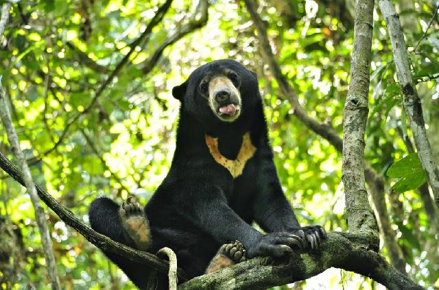 Terkait Pembunuhan Beruang Madu, BBKSDA Riau Dinilai Kurang Sosialisasi ke Masyarakat