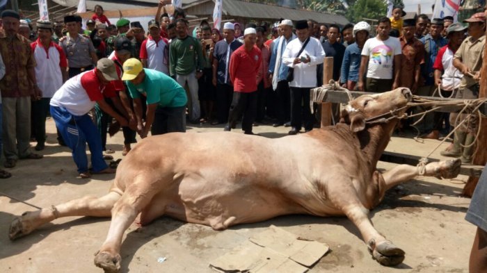 Apa Lafal Doa Saat Menyembelih Kurban?