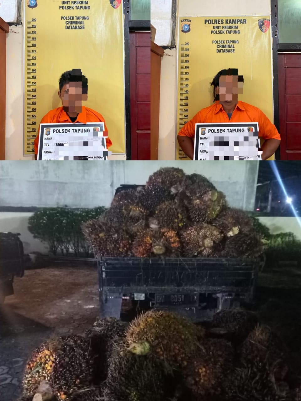 Diduga Pencuri Buah Sawit Ditangkap Polsek Tapung