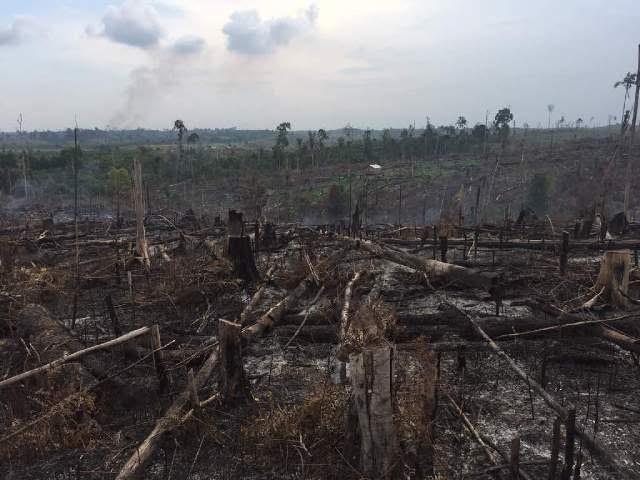 Tim Gabungan Temukan 25 Hektare Lahan tak Bertuan Terbakar di TNTN Pelalawan