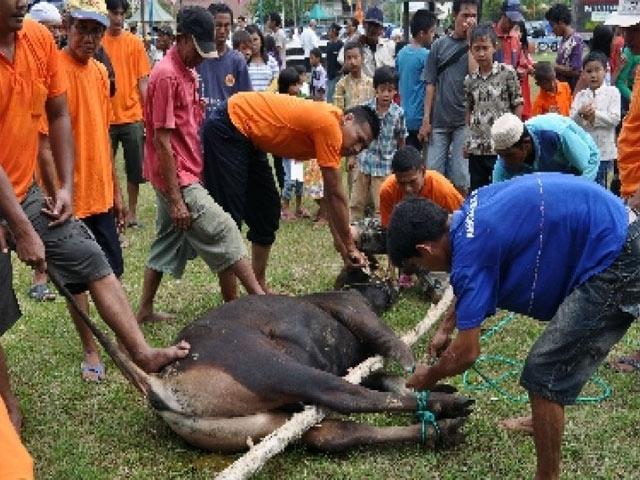 Penyembelihan Hewan Kurban Meningkat