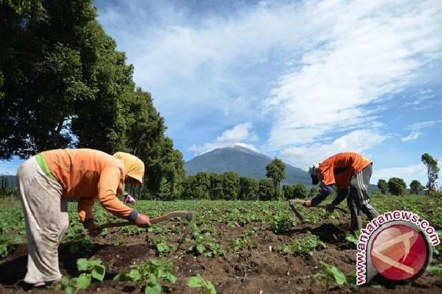 Warga Miskin Dominasi Usaha Perkebunan