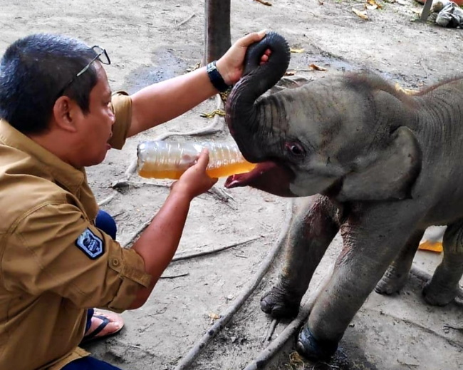 Seekor Anak Gajah Terkena Jerat di Inhu, Diperkirakan Sudah 3 Hari