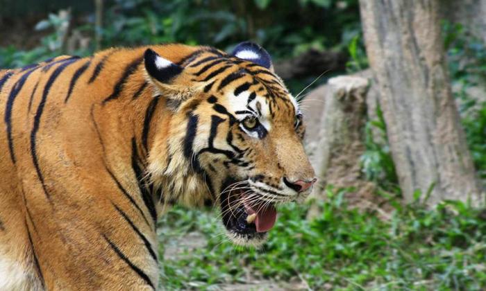 Penampakan Harimau Gegerkan Warga Tanah Datar