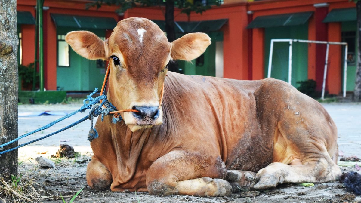 Gara-gara Penyakit PMK, Stok Hewan Kurban di Riau Hanya 30 Persen