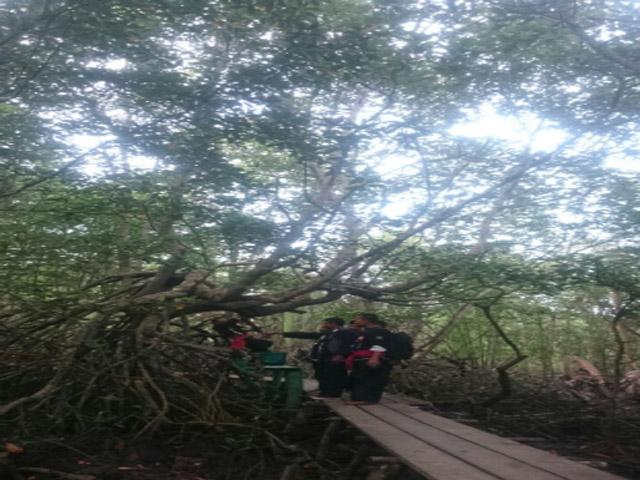 Rumah Alam Mangrove Diminati Wisatawan