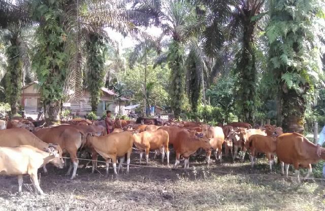 Potensi Ternak Sapi di Kabupaten Kampar