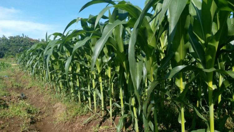 Penuhi Pasokan Riau dan Sumbar, Gubri akan Tanam Jagung Ribuan Hektar