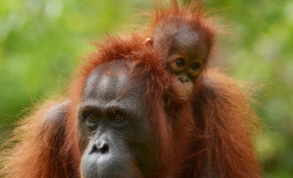 Selamatkan Diri dari Karhutla, Orangutan Masuk ke Kebun Warga
