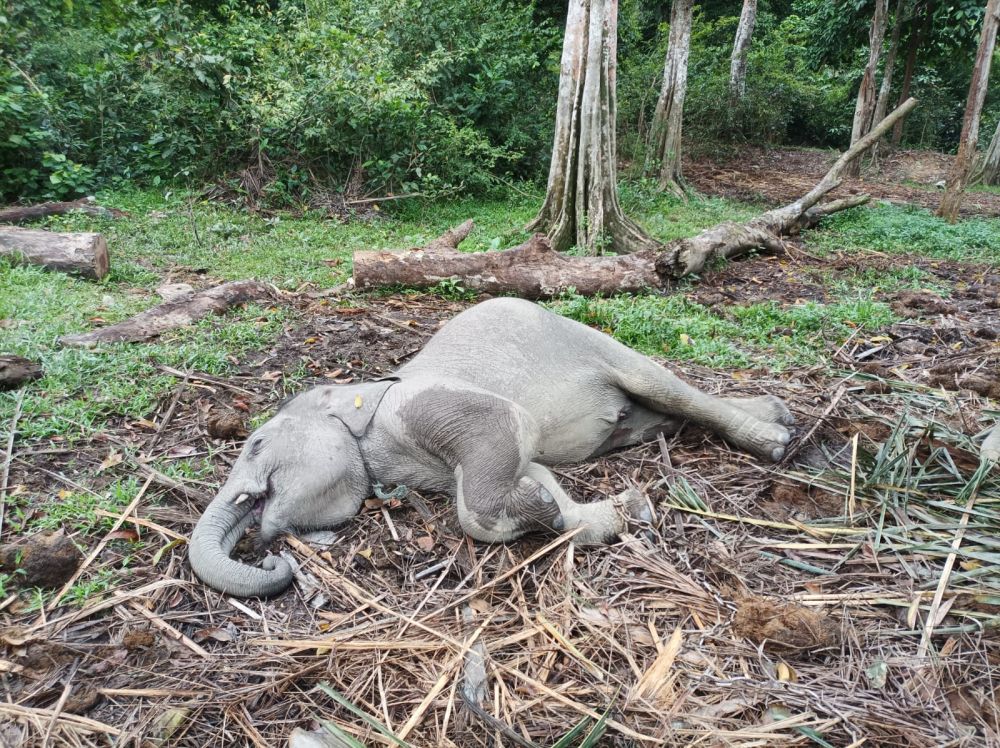 Seekor Anak Gajah Ditemukan Mati di TWA Buluh Cina