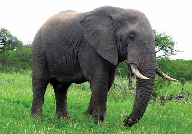 80 Persen Habitat Gajah Dikuasai HPL, HPH/HTI