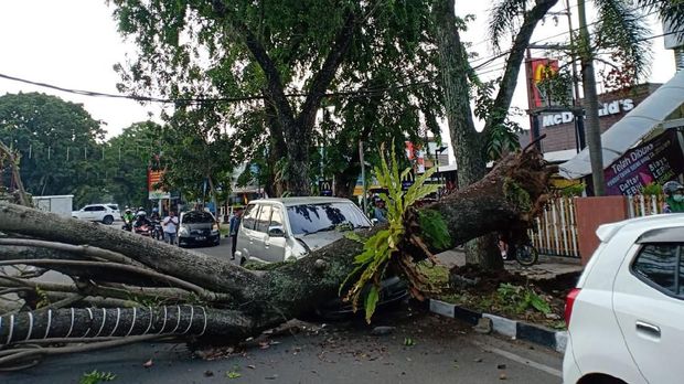 Tak Ada Hujan-Angin, Pohon Tumbang Timpa Mobil di Depan Rumah Wawalkot Padang