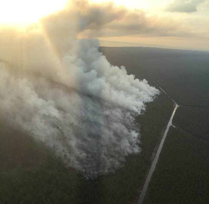 Cuaca Panas dan Angin Kencang, 8 Hektare Hutan Produksi Terbatas di Rupat Bengkalis Terbakar
