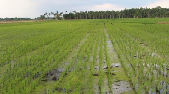 Kuala Sebatu, Lumbung Padi Inhil