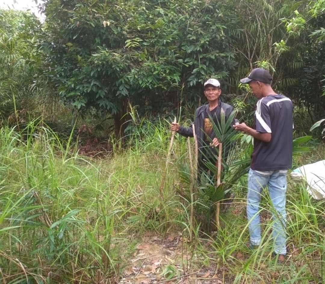 Sawit Ilegal di Lahan Konservasi Buluh Cina Dicincang