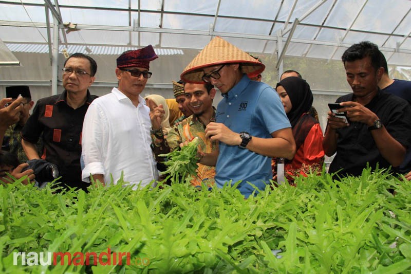 Sandiaga Motivasi Pemuda Riau dan Ikut Panen Tanaman Hidroponik Milik Petani Binaan Sayed Abubakar