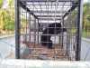 Makan Ayam Milik Warga di Siak, Seekor Beruang Divekuasi Lalu Dilepasliarkan