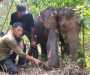 Anak Gajah Liar di Tesso Tenggara Terjerat: Petugas Temukan Tali Nilon Terikat di Kaki