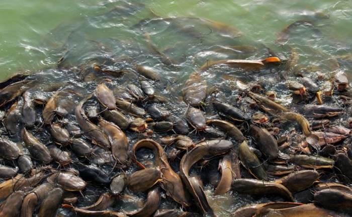 Inspirasi : Analisa Untung Rugi Budidaya Lele